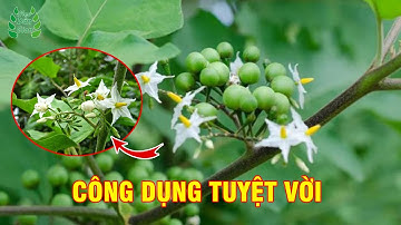Công Dụng Bất Ngờ Của Cây Cà Dại Hoa Trắng | Mẹo Dân Gian