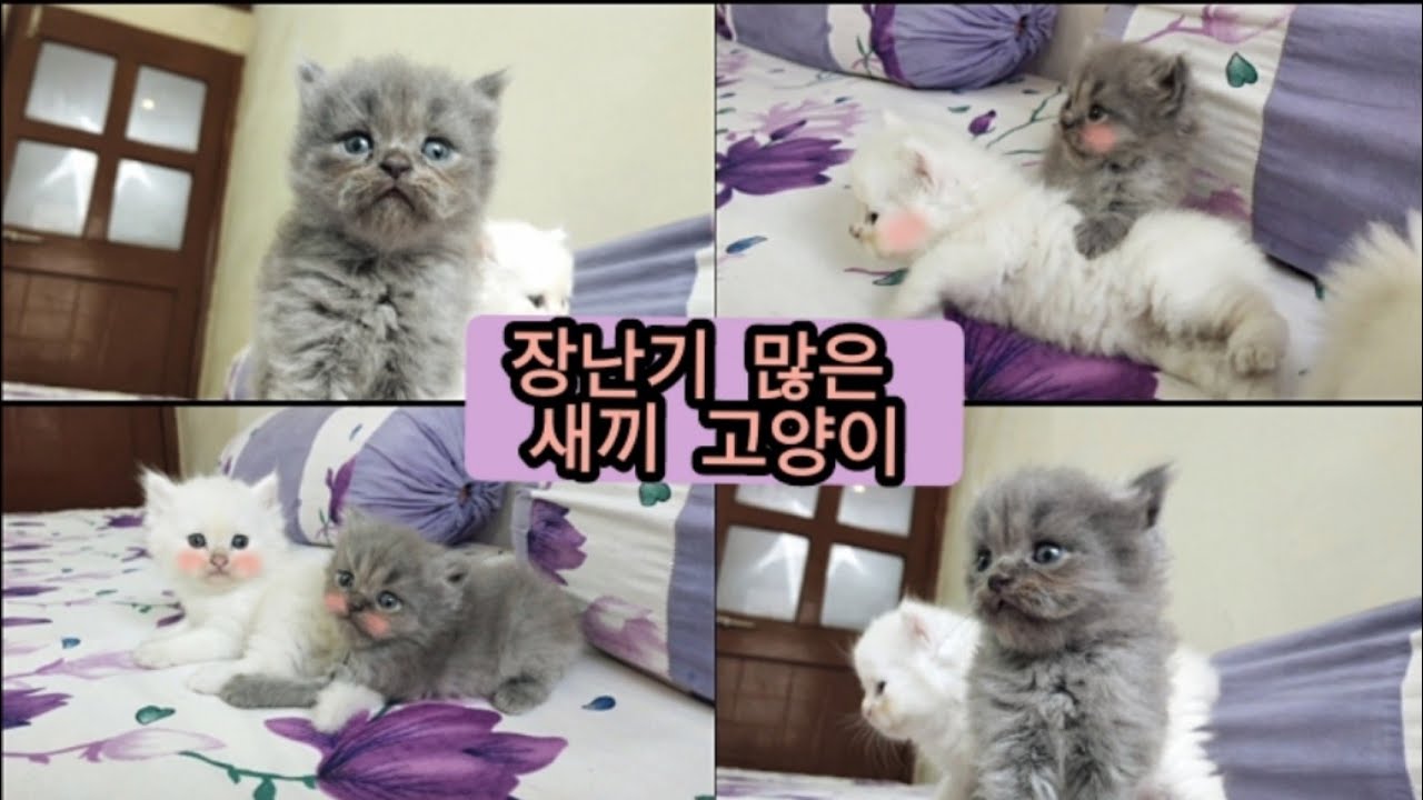 Kittens playing and grabbing each other Twee Paws YouTube