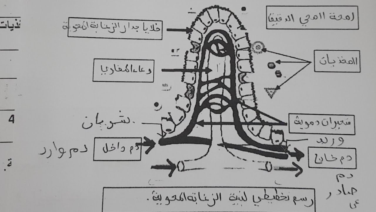 تميّز في العلوم #4am: الحصة الأولى شرح الامتصاص المعوي