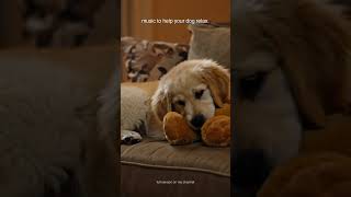 POV: your dog finally relaxes 🐾 #shorts #dogmusic #petmusic #pawdio