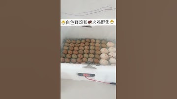 DIY   HOMEMADE INCUBATOR  HOW TO MAKE AN EGG INCUBATOR  HATCHING CHICKEN EGGS # 34