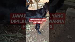 JAWABAN KENAPA YANG DIPILIH KAMBING WARNA HITAM MULUS
