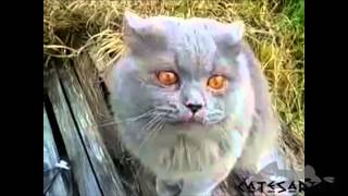 68 Cat says human language  Кот говорит человеческим языком #Catesarius