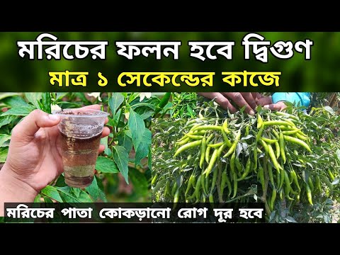 ভিডিও: মরিচ