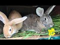 Кролики сбежали из клетки !!! Зимнее содержание кроликов 🐇