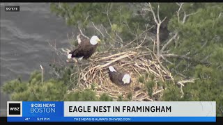 WATCH: Eagles nesting in Framingham caught on camera