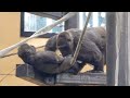 Kintaro's crotch ●●● health check by Mom Genki. No sure, though. , Gorilla . Kyoto Zoo