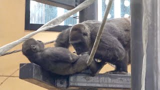 Kintaro's crotch ●●● health check by Mom Genki. No sure, though. , Gorilla . Kyoto Zoo