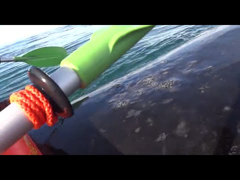 Vídeo: Mira Este Video De Kayakistas Navegando Bajo El Agua