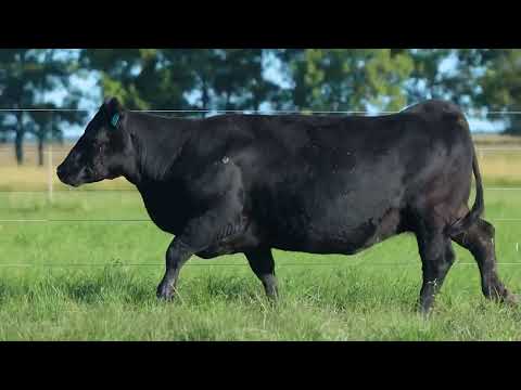 LOTE 49   TAT 3191 F Angus