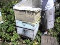 как можно обновлять гнездовые рамки в семье пчел