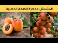 اكتشف فوائد المشمش السحرية غذاء طبيعي يحمي صحتك ويعزز طاقتك