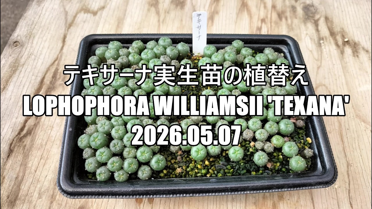 テキサーナ実生苗の植替え Lophophora williamsii 'texana' 2026 05 07