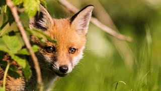 BBC Springwatch 2018 E07