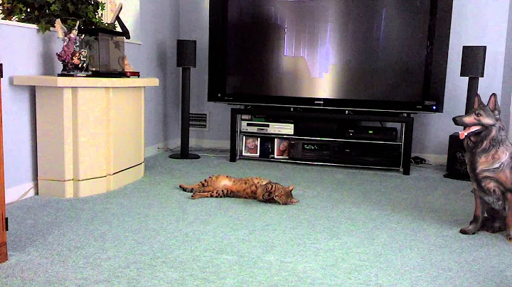 Video 1021251: f2 savannah cat, bath animal