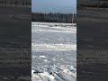 Muscovy duck flying home