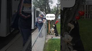 Dogs Give SO Much LOVE to Delivery Workers! 🐶❤️📦