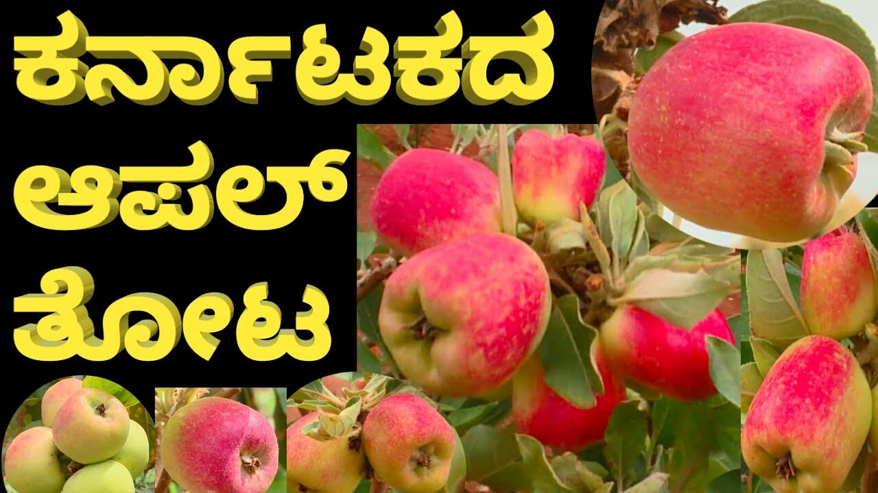 APPLE FARMING IN KARNATAKA APPLE FARM IN KARNATAKA APPLE CULTIVATION ಸೇಬು ಕೃಷಿ YouTube