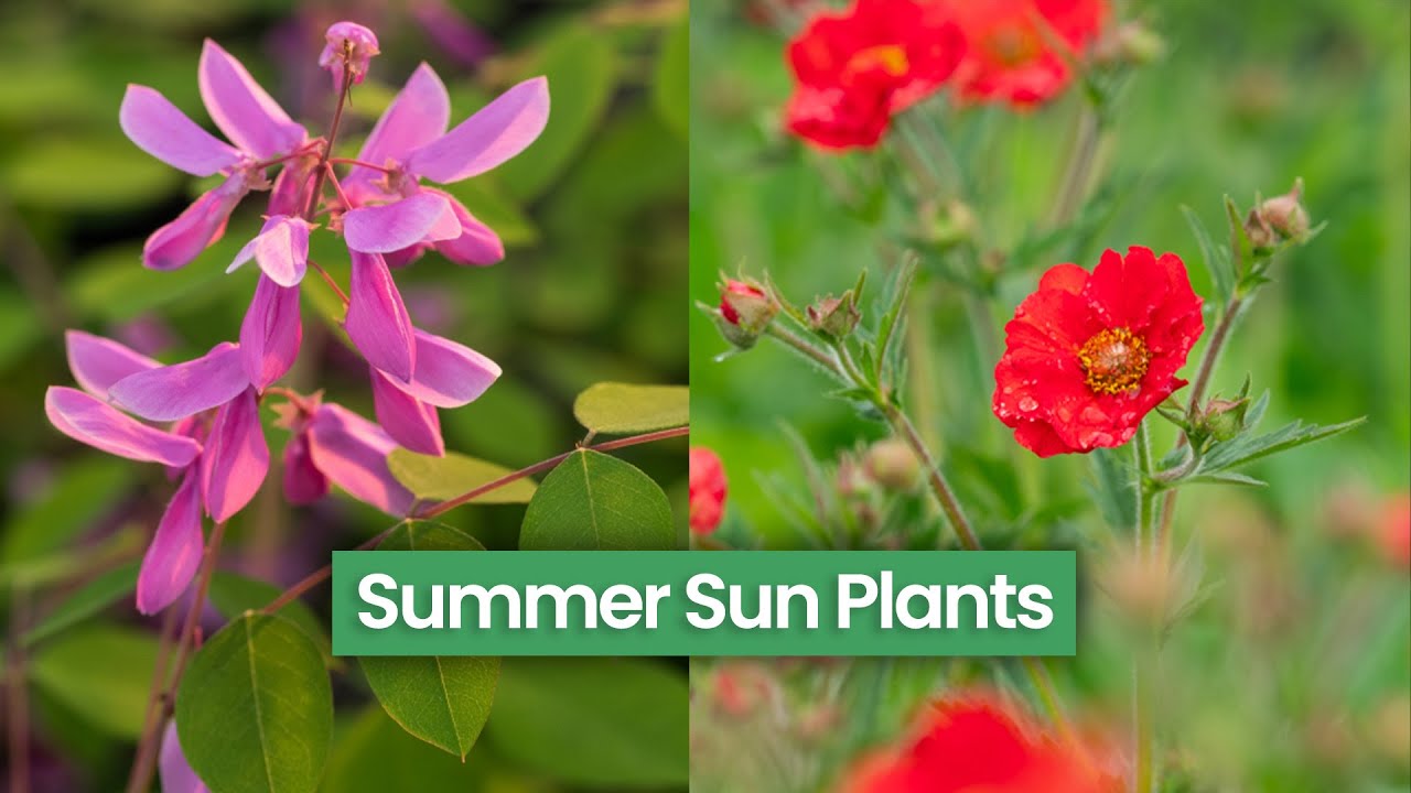 9 Summer Plants for Full Sun Spots - 2025 Picks!