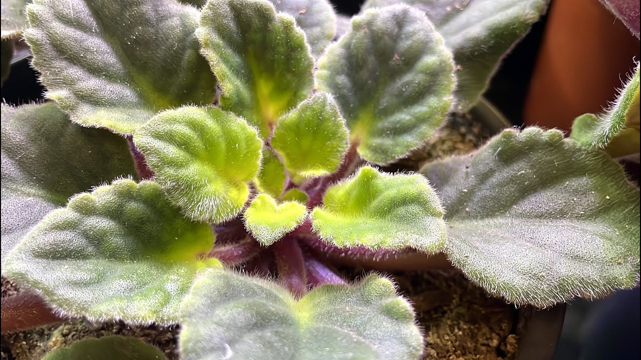 Я в ШОКЕ от ТАКОГО РОСТА ПОКУПНЫХ ФИАЛОК! Что произошло с фиалками за 3 недели?