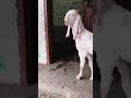 Bakra lovers ❤️🥰 Diamond goats far #song