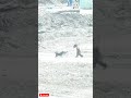 #shortsvideo #viralvideo #amazingshorts #pets #dogshorts #letastvideo #dangerousdog #amazingfacts