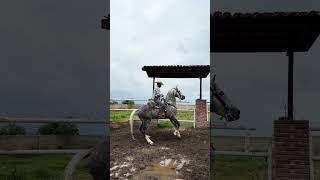 Potro español