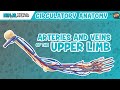 Circulatory System | Arteries & Veins of the Upper Limb | Vascular Arm Model