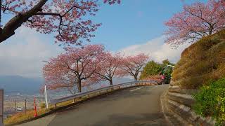 4k】2026.2.18 松田山の河津桜 New 開花状況 Kawazu cherry blossoms
