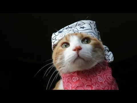 Thug Life Cat