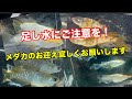 安定のシーズンにお迎えよろしくお願いします【メダカ】