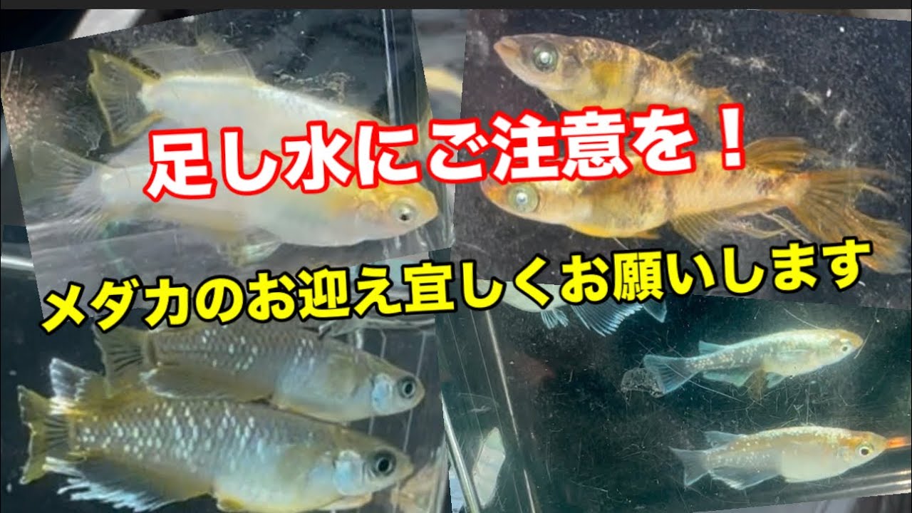 安定のシーズンにお迎えよろしくお願いします【メダカ】