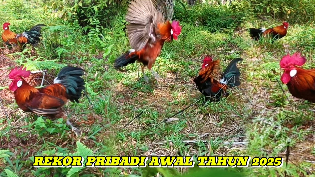 1 HARI 3 TITIK SAAT MIKAT INILAH HASILNYA || PIKAT AYAM HUTAN . EPS 8