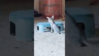 Trending Viral Short