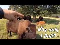 Benefits of having ONLY ONE BULL in your herd