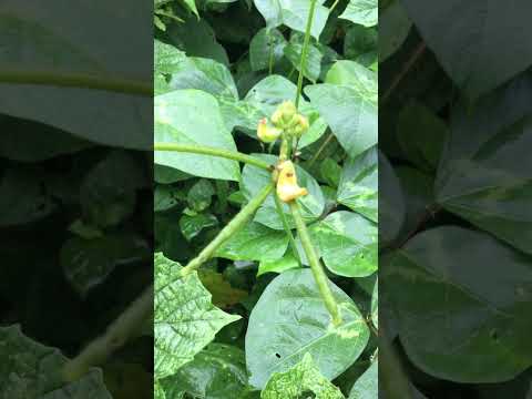 Video: Geltoni pupinių augalų lapai: kodėl mano pupelių lapai pagelsta?
