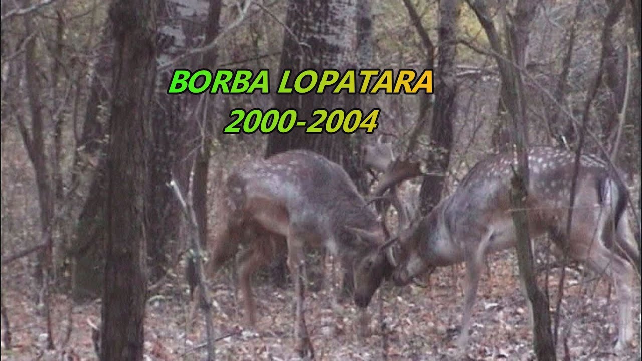 LJUBAVNI ZOV JELENA LOPATARA - ARHIVSKI MATERIAL 2000-2004