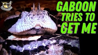 Gaboon Viper STRIKES Feeding African Vipers, Puff Adders Fangs in Your Face