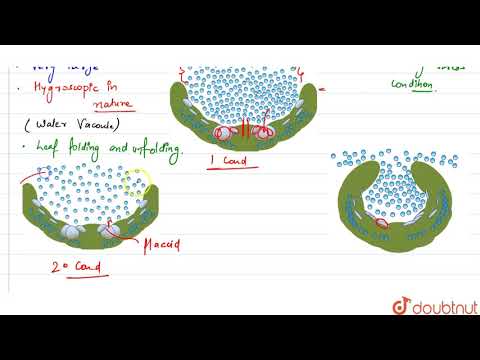 Video: Wat bedoel je met bulliform cellen?