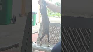 Siti Mawarni Viral 2026 narkobaberbahaya  short