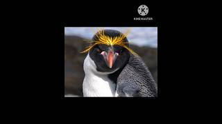 Macaroni Penguin