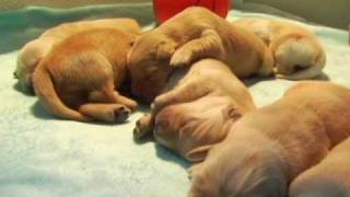 Helping Paws is in the Final Four