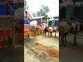 Huge Big Red Cow Wildlife Journey Shorts Cow Viral Video Guru Huge Big Red Cow Wildlife Journey Shorts Cow Viral Video Guru