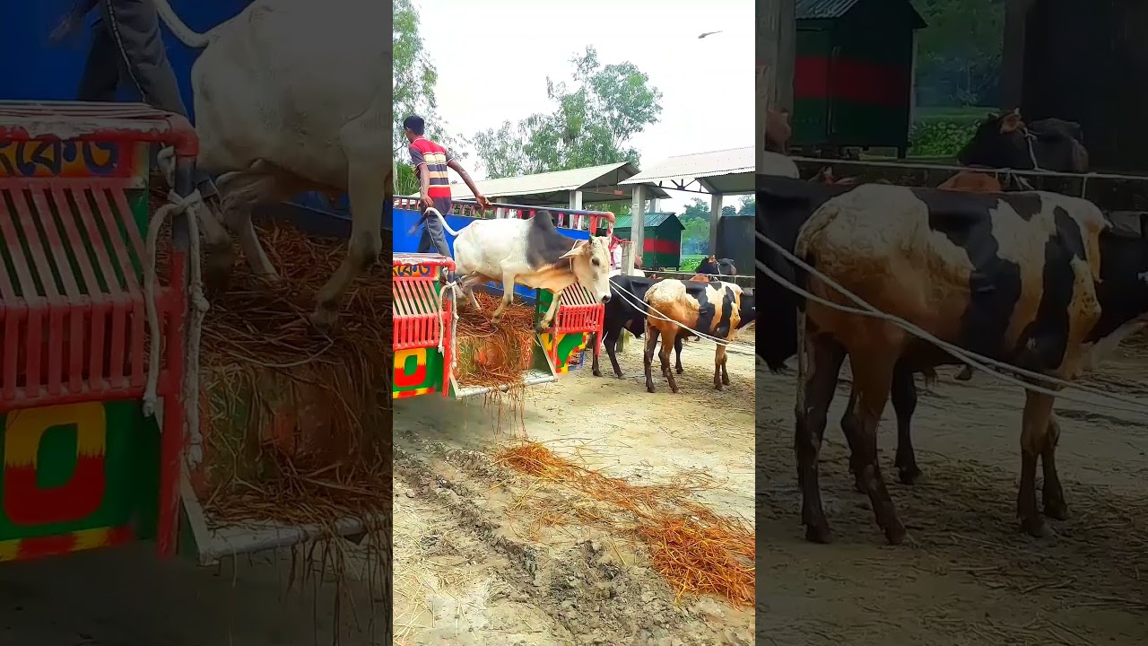 Huge Big Red Cow  Wildlife Journey 