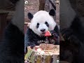 I really want to pet it #panda #trending #cute