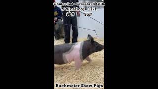 CHOICE LOT - Crossbred Gilts 17-1 and 5-9 Bachmeier Show Pigs