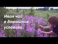 Иван чай, копорский чай. Самый простой способ  приготовления в домашних условиях.