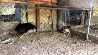 Hamlin Sonatol Asil Stag x Sonatol Hatch Hen