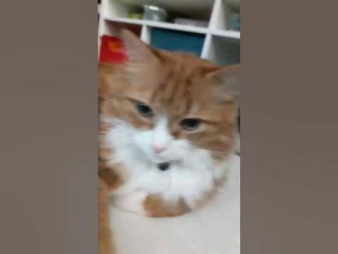 Чили кот - YouTube