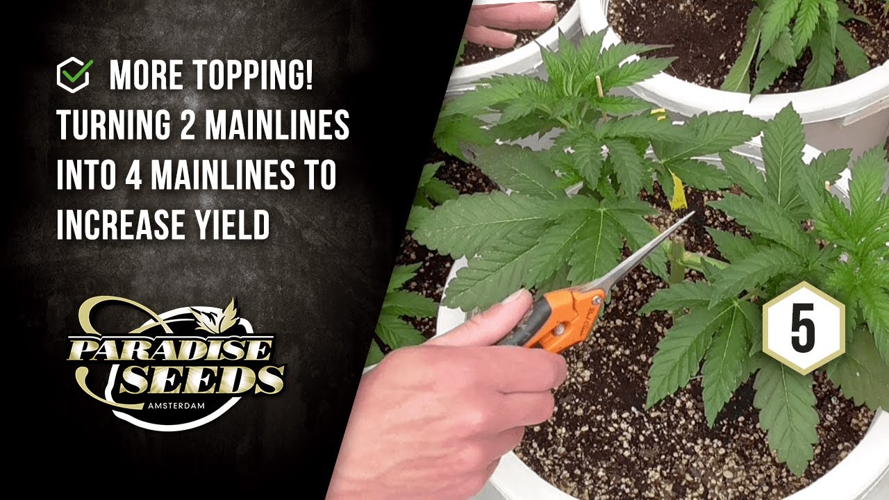 PARADISE SEEDS SKUNK WORKS PROJECT EP#5: MORE TOPPING TO CREATE 4 MAINLINES